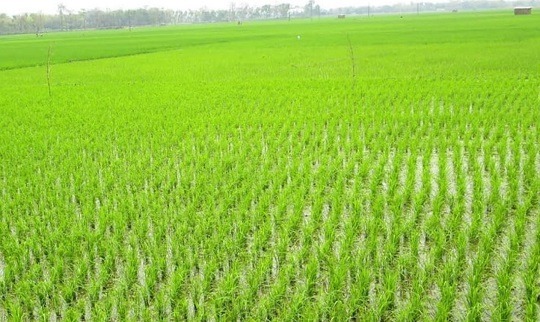 খুলনা অঞ্চলের হাজার হাজার হেক্টও জমিতে এবার বোরো চাষ অনিশ্চিত