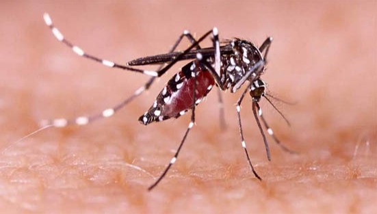 ডেঙ্গুতে আক্রান্ত হয়ে আরও ৬ জনের মৃত্যু