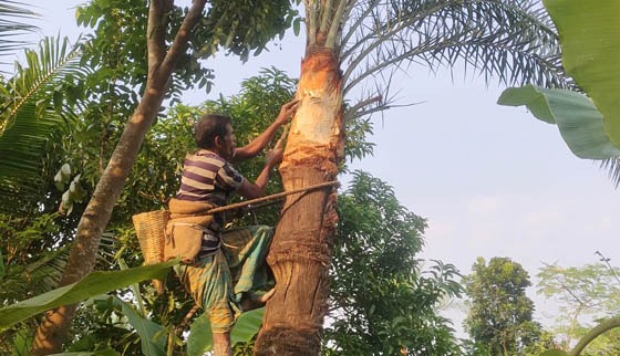 অভয়নগরে খেজুরের গাছ পরিচর্যায় ব্যস্ত গাছিরা