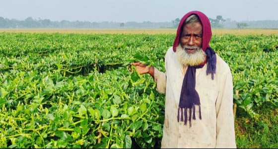 পুঁইশাকের মেচড়ী চাষে সাড়া ফেলেছে কৃষকেরা