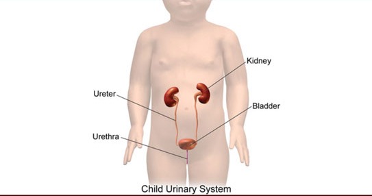 যেভাবে বুঝবেন শিশুর প্রস্রাবে ইনফেকশন