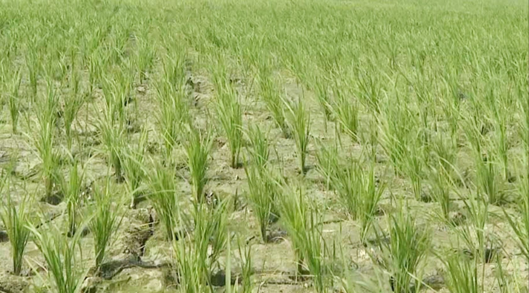 কৃষিতে ভর্তুকির বিপুল অংশই লোপাট