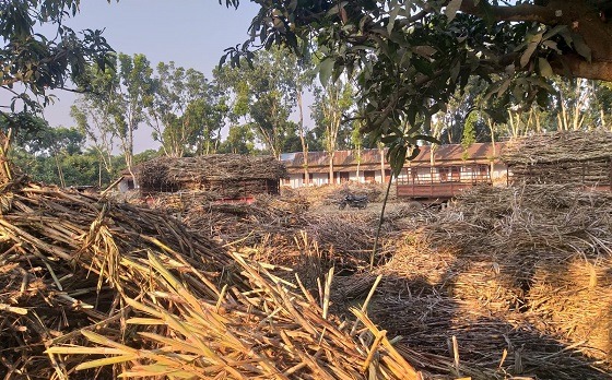 বাঘায় আখ ক্রয়ে কলেজ মাঠ ভাড়া