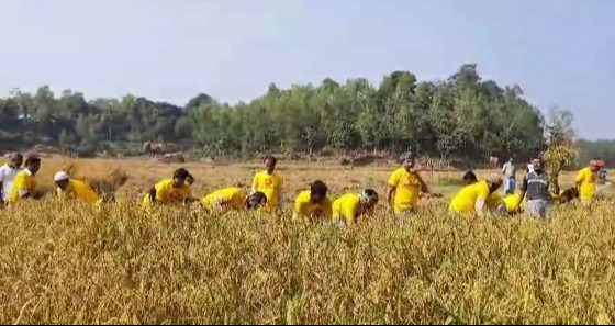 রামুতে কৃষকের ধান কেটে দিলো কৃষকদল নেতাকর্মীরা