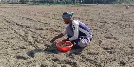 শেরপুরে আলু বীজ রোপণে ব্যস্ত চাষীরা