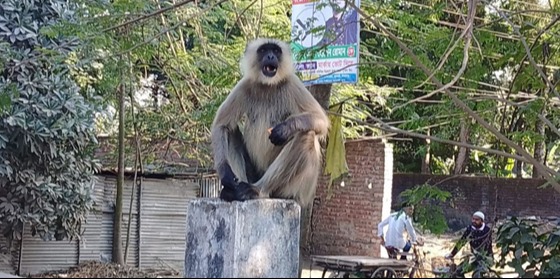 খাদ্যের সন্ধ্যানে ফুলবাড়ীর বাসাবাড়ীতে অবস্থান নিচ্ছে মুখপোড়া হনুমান