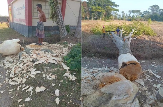 বরিশালে প্রাইমারি স্কুলের গাছ লুটের অভিযোগ