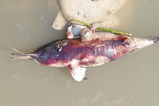 হালদা নদী থেকে গলিত ডলফিন উদ্ধার