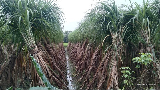 আখ চাষে আগ্রহ হারাচ্ছে চাষিরা