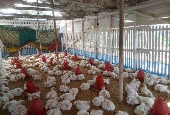 দিঘলিয়ার পল্টি খামার করে সফল উদ্যোক্তা