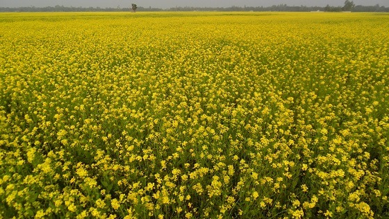 সুজানগরে সরিষা আবাদে বৈপ্লবিক পরিবর্তন