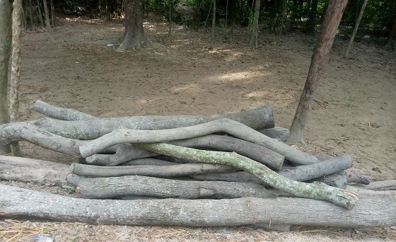 দিঘলিয়ায় বনায়নের গাছ কেটে বিক্রির অভিযোগ