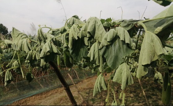 কালীগঞ্জে লাউ গাছের সাথে এ কেমন শত্রুতা