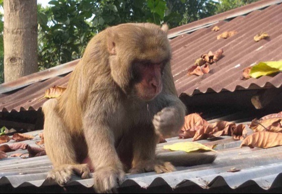 বাঘায় লোকালয়ে বানর
