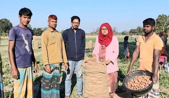 চিরিরবন্দরে আলুর ভালো ফলন ও দাম পেয়ে কৃষকেরা খুশি