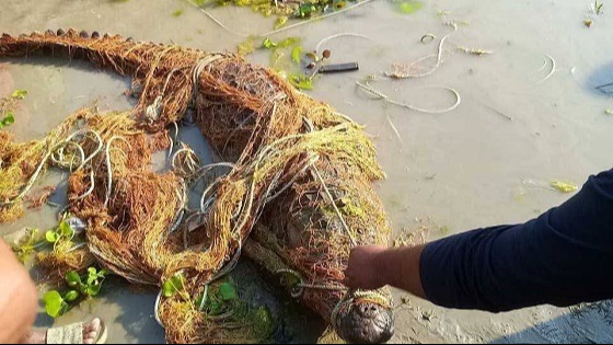 পদ্মায় জেলের জালে ধরা পড়ল কুমির