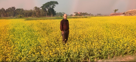 দেবহাটায় হলুদে ভরে গেছে মাঠ
