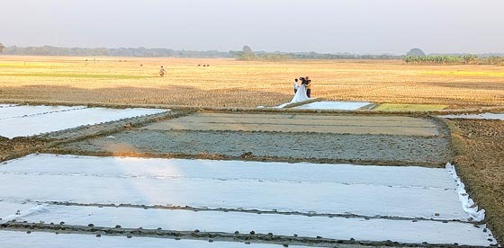 কালীগঞ্জে ঘন কুয়াশায় নষ্ট হচ্ছে বোরো ধানের বীজতলা