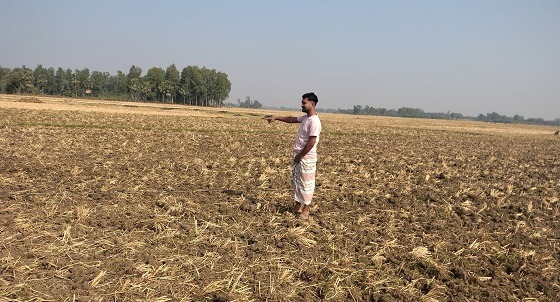 সিংড়ায় কৃষকের জমিতে যুবলীগ নেতার হালচাষ