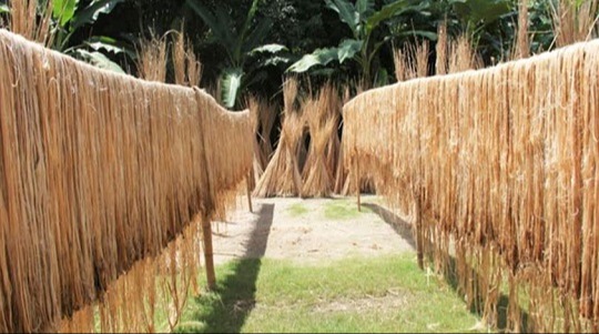 ঘুরে দাঁড়াতে পারছে না দেশের পাট খাত