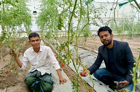 হোসনপুরে চেরি টমেটো চাষে সাফল্য