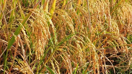 আমনের ভরা মৌসুমে হঠাৎ বাড়ছে চালের দাম