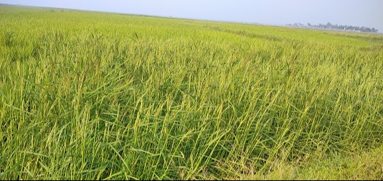 কিশোরগঞ্জে বোরো বীজের কোনো ঘাটতি নেই