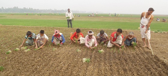 সুজানগরে মৌসুমী পেঁয়াজ আবাদের ধুম