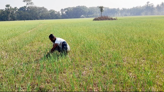 চিতলমারীতে রসুন উৎপাদনে, স্বপ্ন দেখছেন কৃষক
