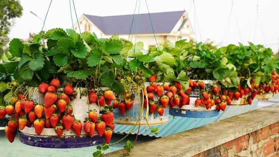 টবে স্ট্রবেরি চাষ পদ্ধতি