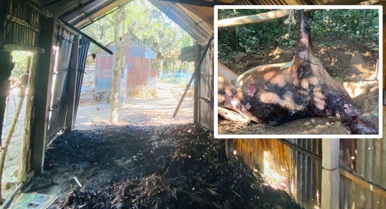 দুর্গাপুরে আগুনে পুড়ে ছাই গোয়ালঘর ও গরু