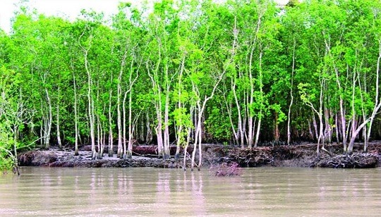 সুন্দরবনে বেপরোয়া হয়ে উঠছে দস্যুরা