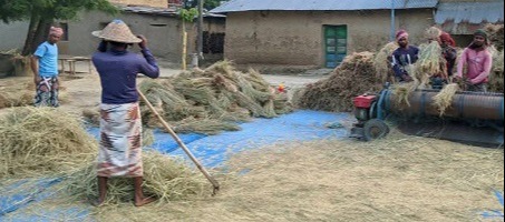 তানোরে ধান মাড়াই করতে ব্যস্ত কৃষক-কৃষাণীরা