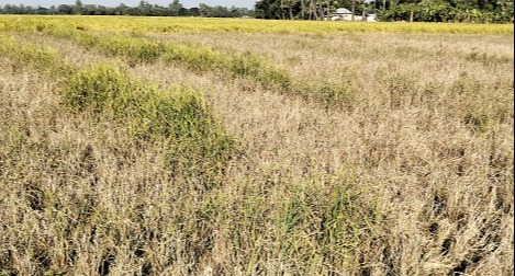 মহাদেবপুরে ধান পোড়ানো মামলা থানায় এন্ট্রি হয়নি