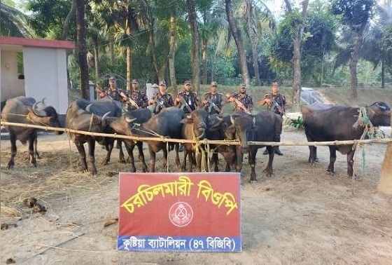 কুষ্টিয়ায় বিজিবির অভিযানে ১৪ টি মহিষ আটক