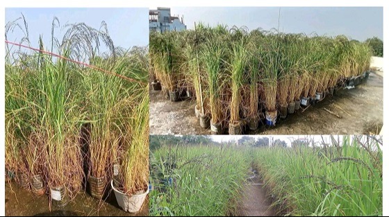 ছাদের ওপর প্লাষ্টিকের বোতলে ধান চাষ