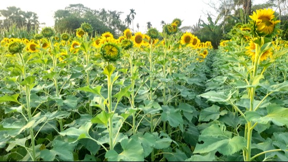 চিতলমারীতে সৌন্দয্যবর্ধন সূর্যমুখী ভোজ্যতেলের চাহিদা মেটাচ্ছে