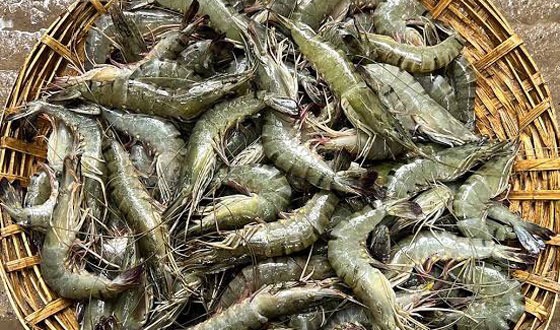 তিন বছরে সাতক্ষীরায় সাড়ে ৬ হাজার কোটি টাকার রফতানিজাত বাগদা চিংড়ি উৎপাদন