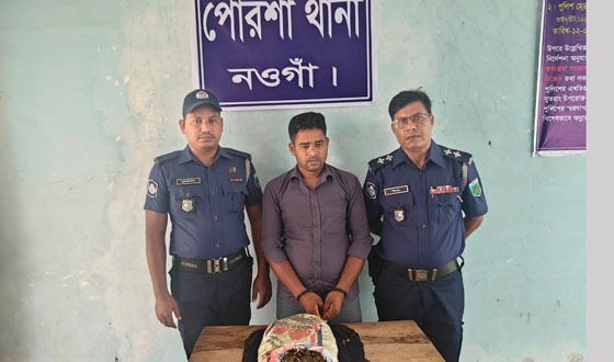পোরশা গাঁজাসহ মাদক ব্যবসায়ী আটক