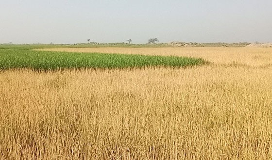 প্রভাবশালী ভূমি দস্যুর রোষানলে পড়ে কয়েকটি পরিবার সর্বশান্ত