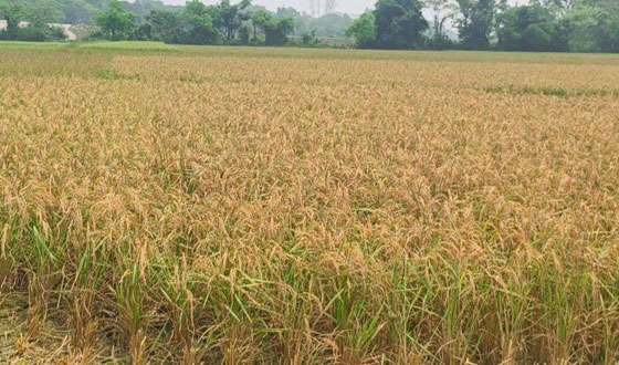 সুনাগঞ্জ হাওরের ধানকাটা উদ্বোধন করবেন কৃষি উপদেষ্টা