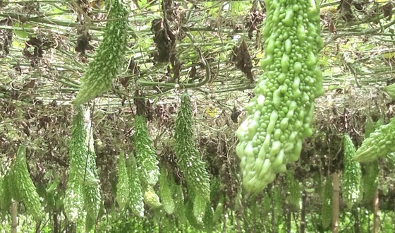 শ্রীমঙ্গলে করলা চাষে বিপ্লব: ১১ কোটি টাকার করলা উৎপাদনের সম্ভাবনা