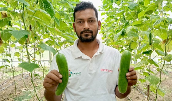 পলিনেট হাউসে শসা চাষে সোজাদের সাফল্য