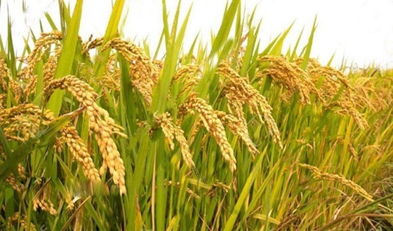 তাপপ্রবাহে বোরো উৎপাদন ব্যাহত হওয়ার শঙ্কা বাড়ছে