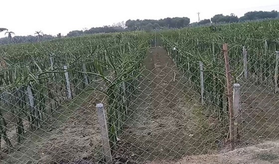 মহেশপুরে জোর পূর্বক জমি দখলে রেখে প্রভাবশালীর ড্রাগন চাষ