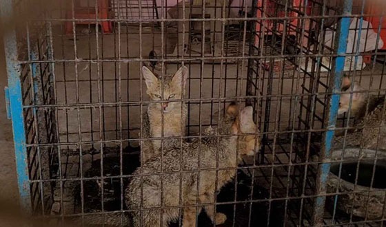 গজনী অবকাশ কেন্দ্রের চিড়িয়াখানা থেকে ১৭ বন্যপ্রাণী জব্দ