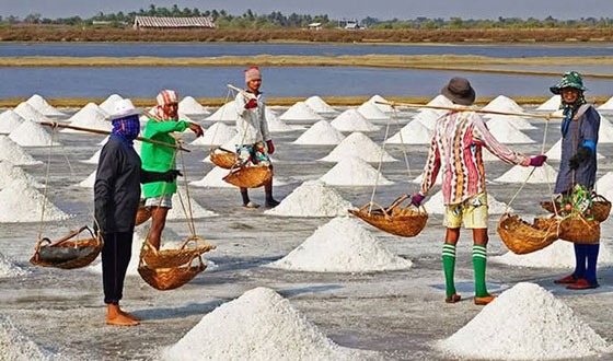 লবণের দরপতনে দিশেহারা ১২ হাজার চাষী