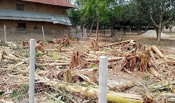 সাপাহারে ভাংচুর লুটপাট ও কলাবাগান কেটে ফেলার অভিযোগ