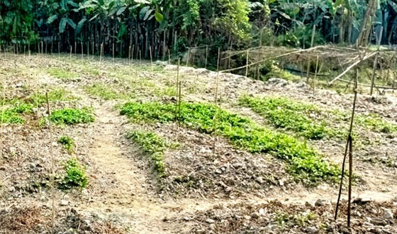 ত্রিশালে জমি সংক্রান্ত বিরোধে দুই শতাধিক পেঁপে গাছ নিধনের অভিযোগ