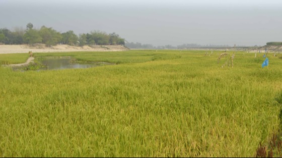 কাহারোলে ঢেপা নদীতে আবাদ হচ্ছে বোরো ধান
